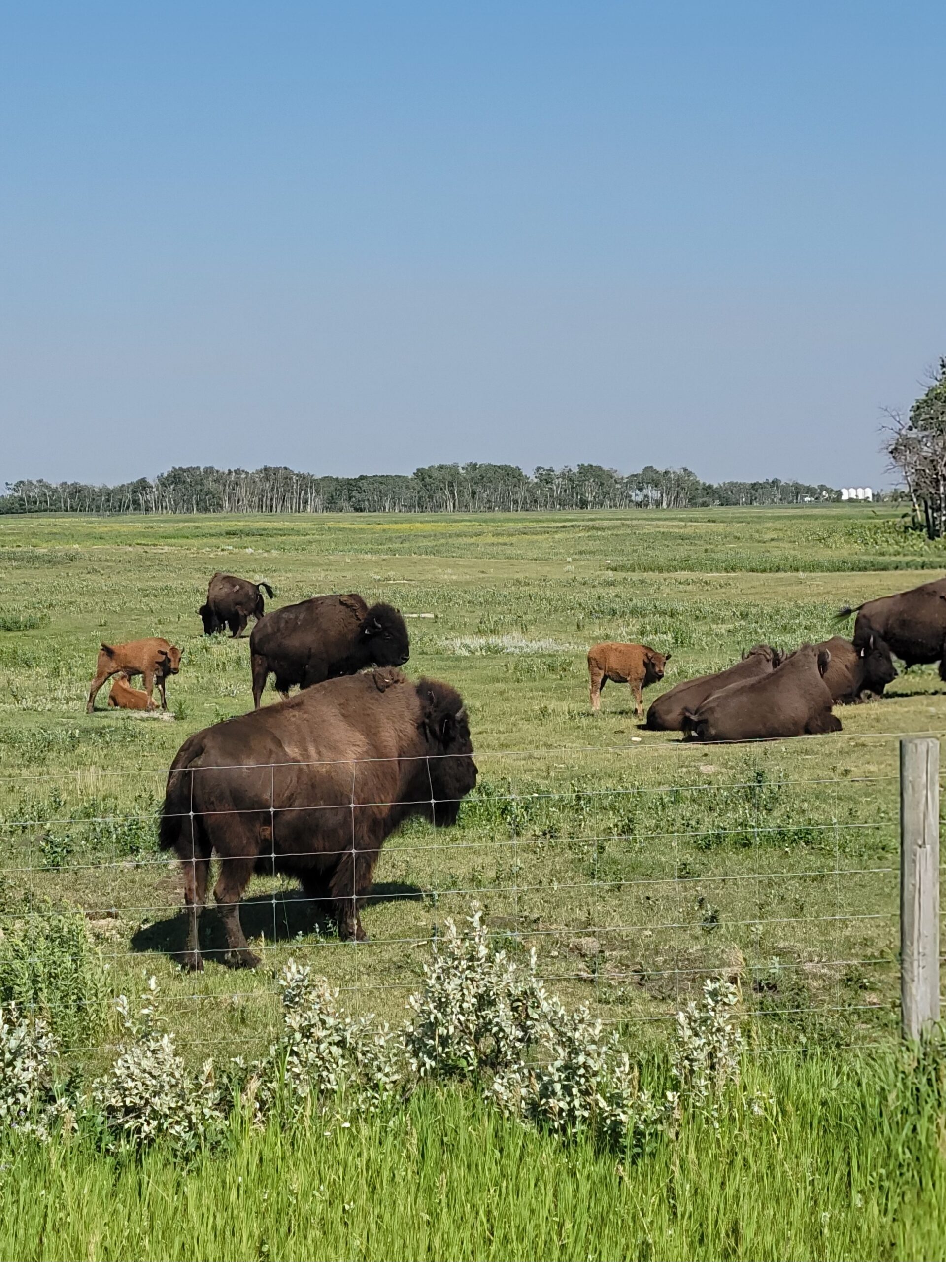 bison
