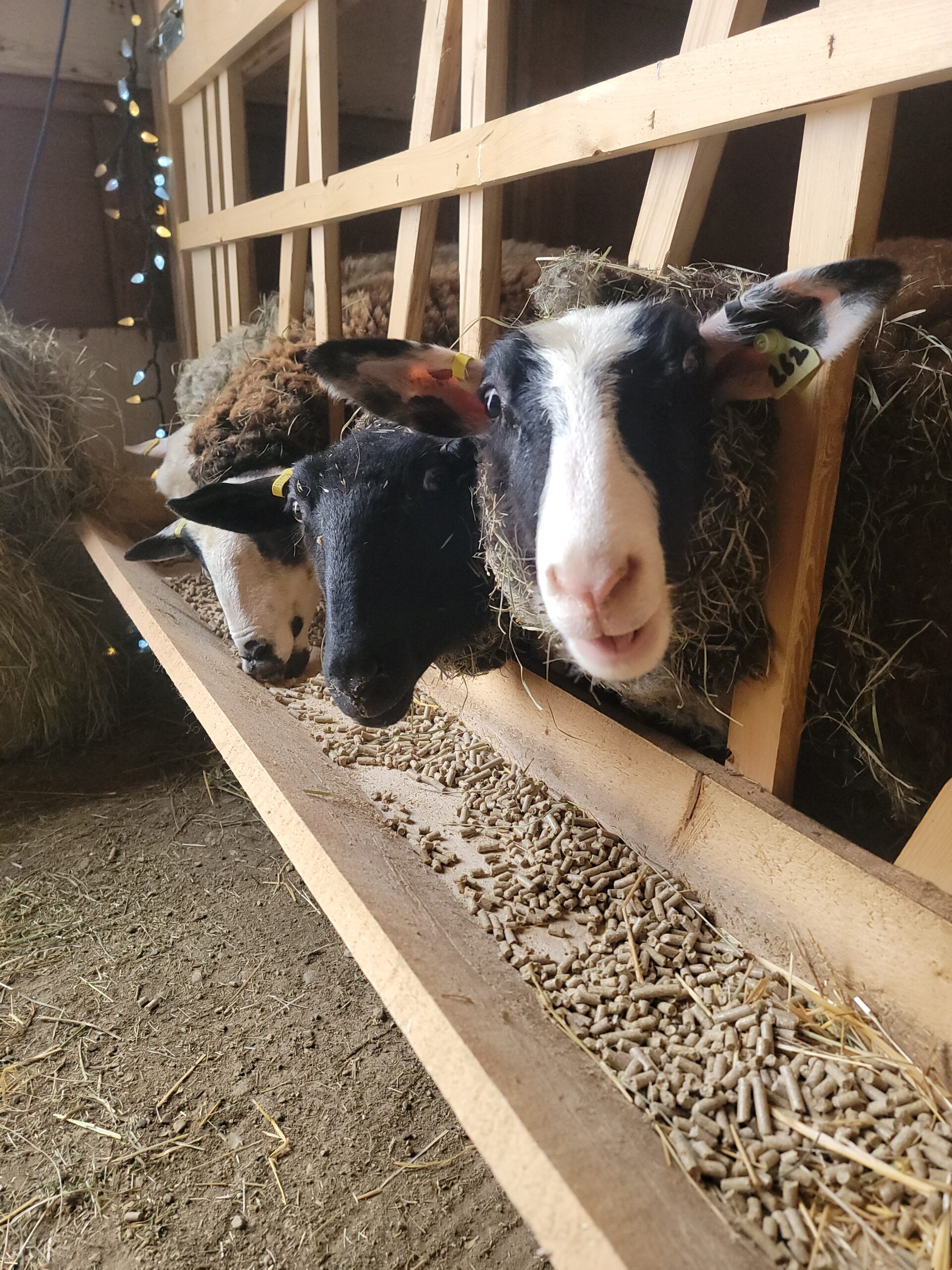 Sheep